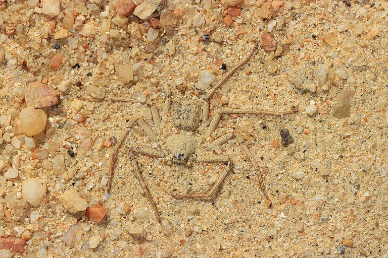 Six-Eyed Sand Spider