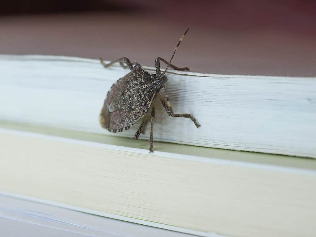 Stink Bug on Window Sill