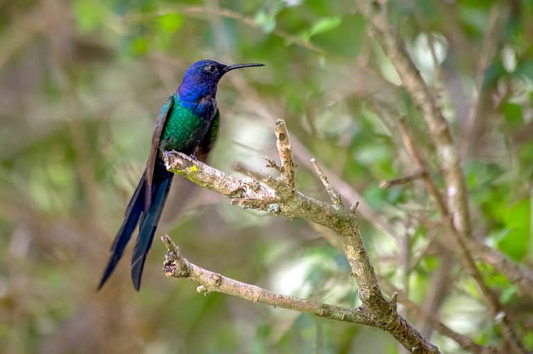 swallow-tailed hummingbird