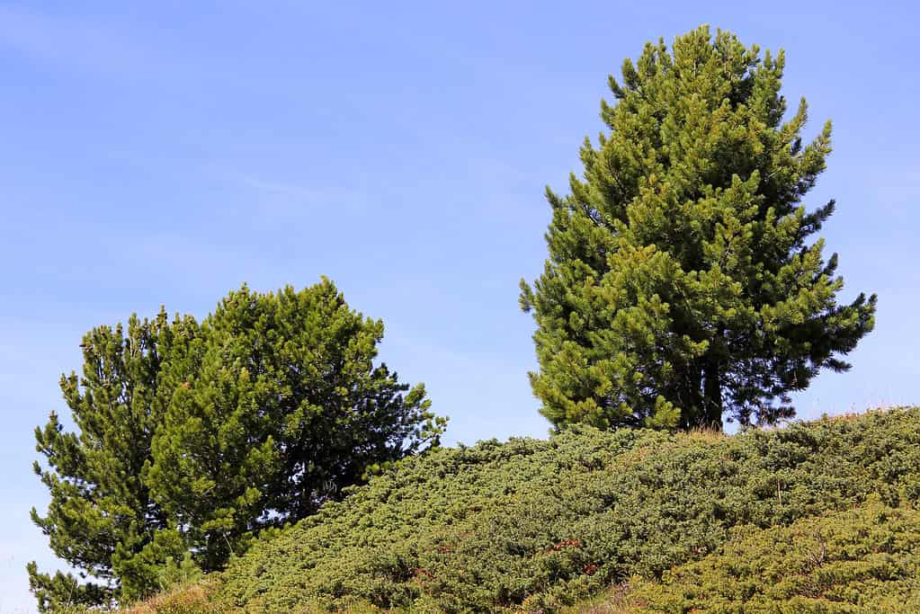 Swiss or Arolla Pine Tree - Pinus cembra