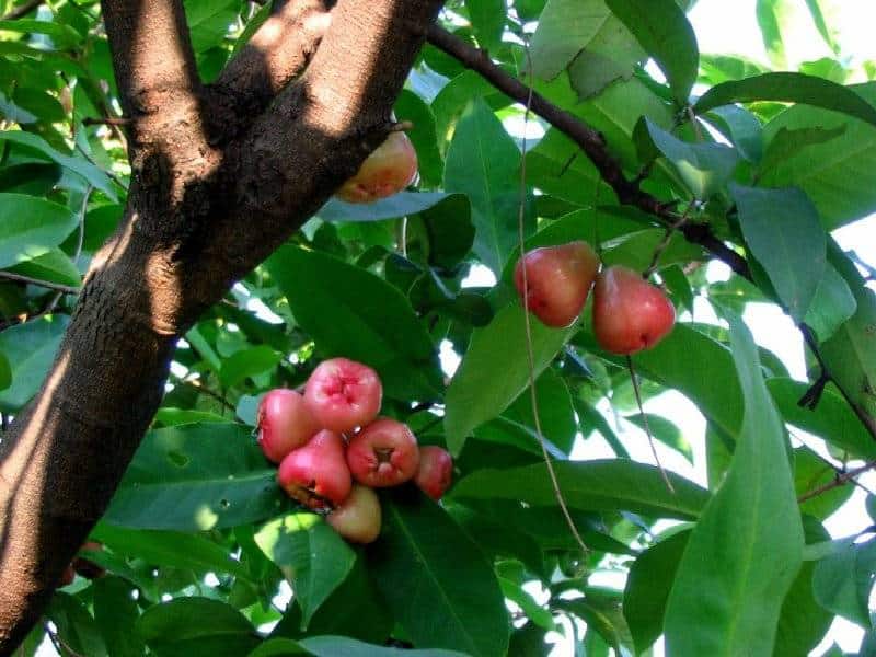 Syzygium guineense