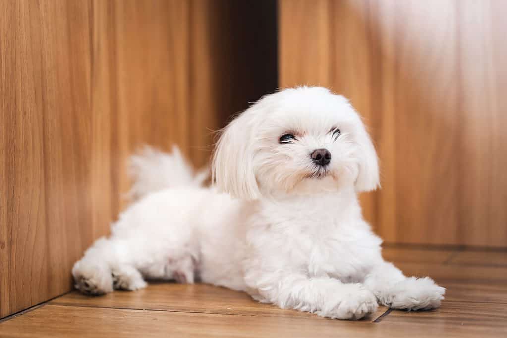 A cute white Maltese dog . 