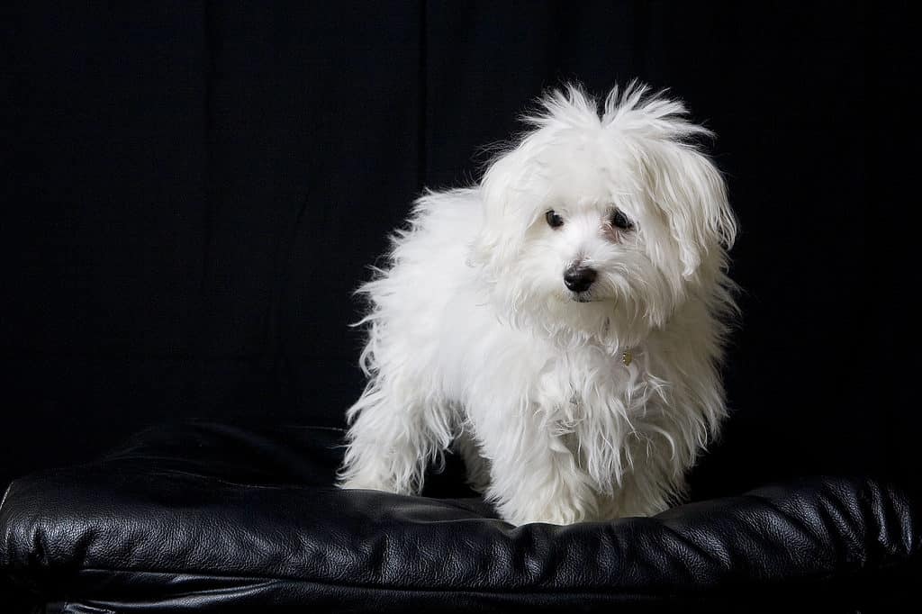 Teacup Maltese