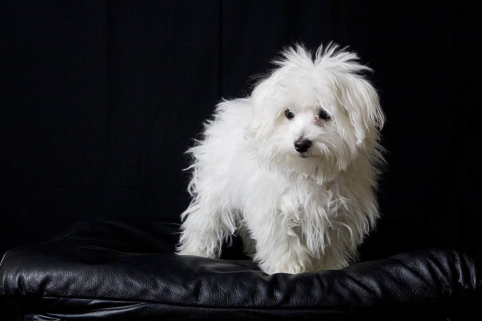 Teacup Puppy Prices in 2024 Purchase Cost by Breed, Vet Bills, and More! AZ Animals