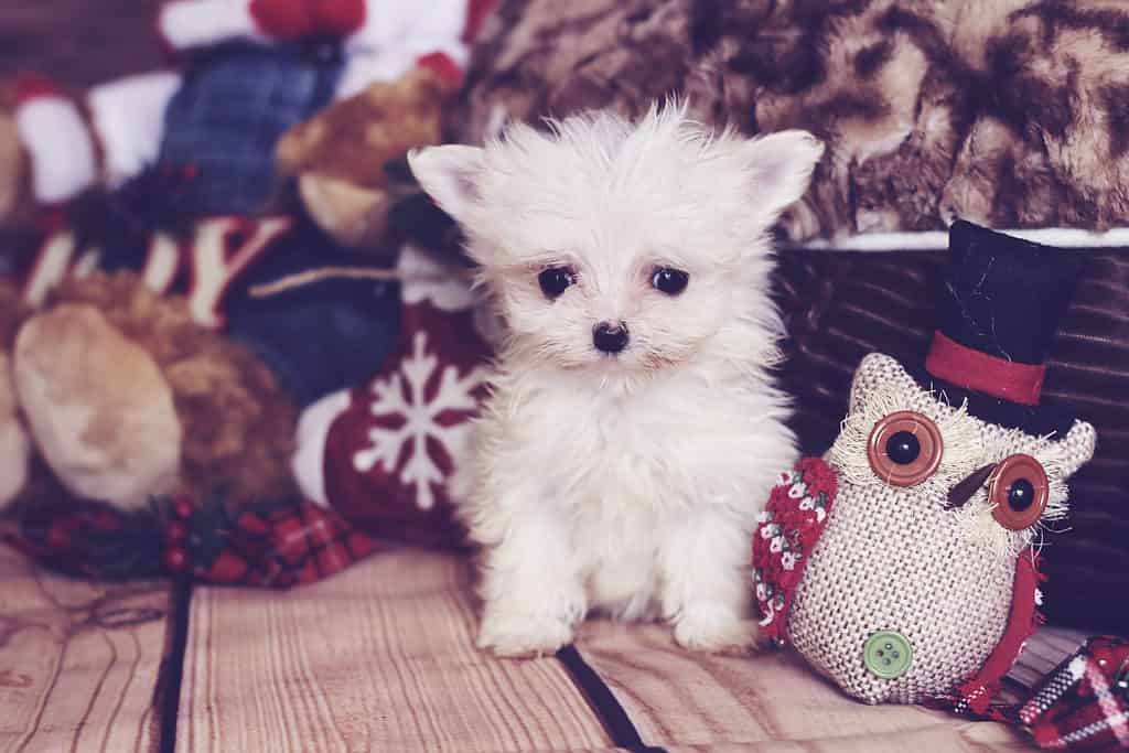 Do teacup hot sale maltese shed