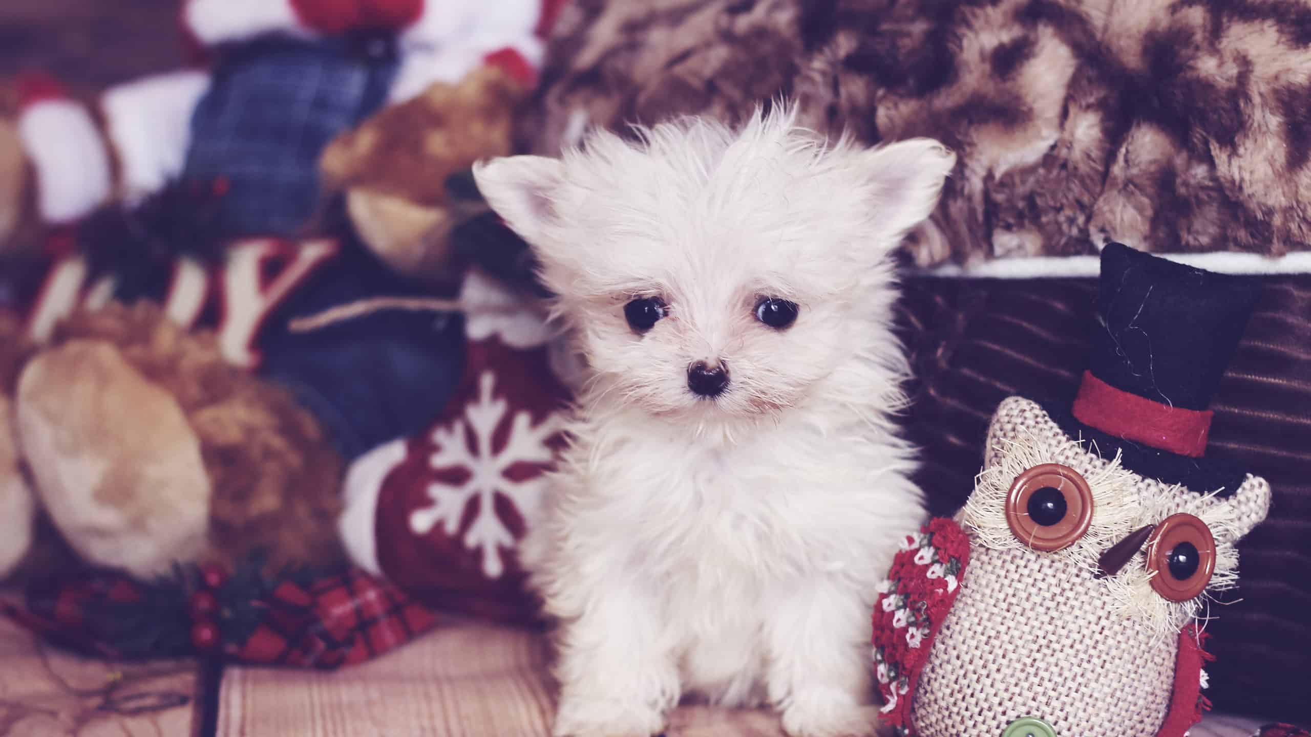 Teacup Maltese