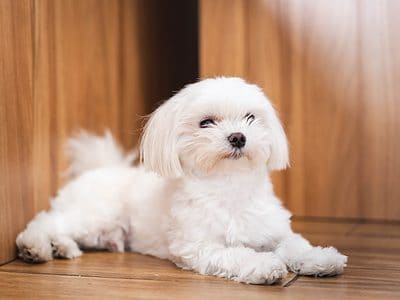 Teacup Maltese Picture