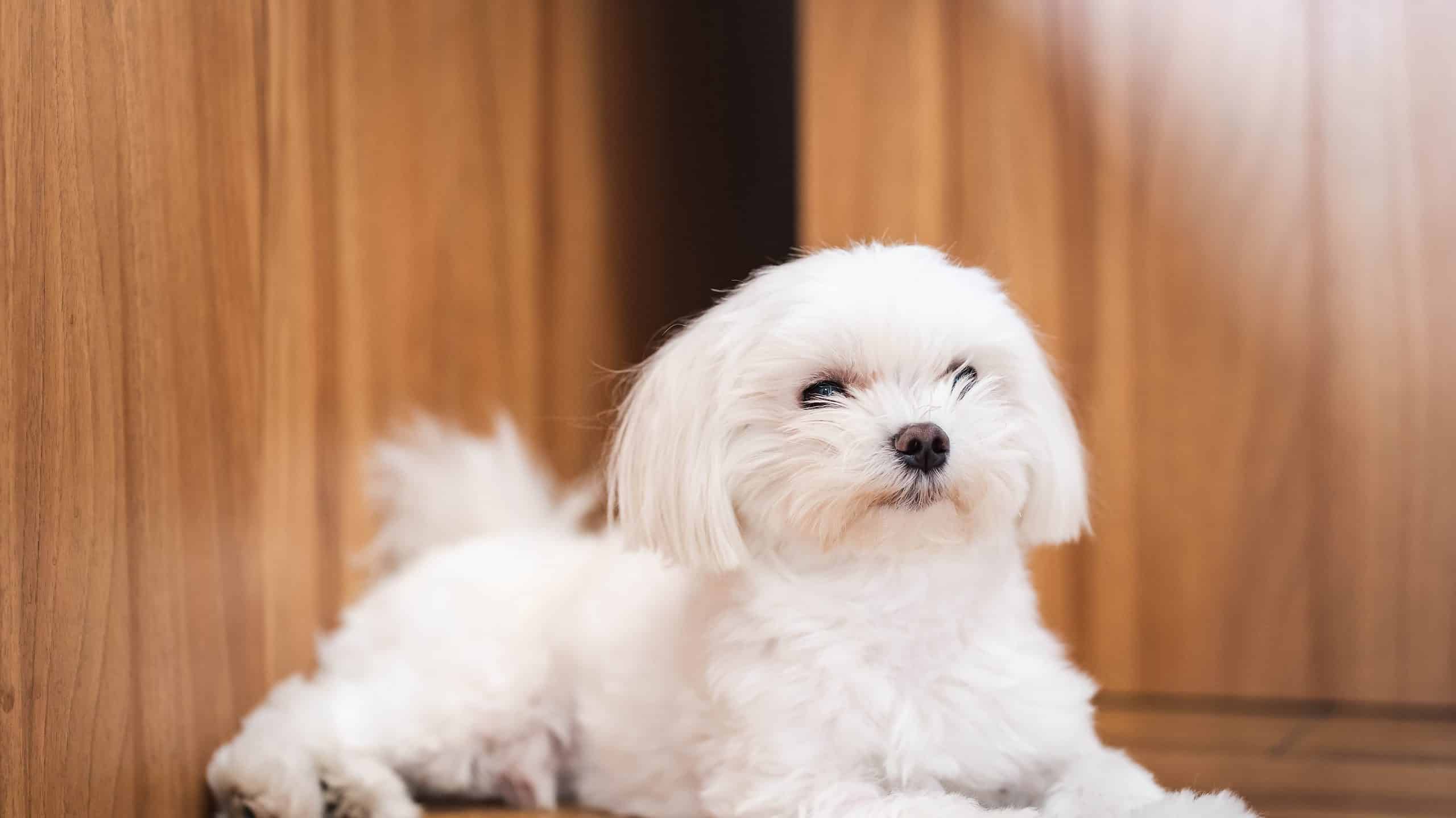 How Old Is The Oldest Maltese Ever? - Az Animals
