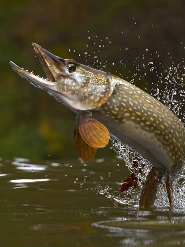 the-4-best-fish-to-catch-in-montana-this-summer-az-animals