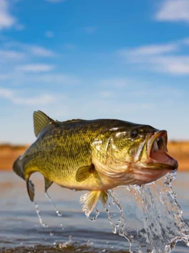The 5 Best Fish to Catch in Ohio This Summer Cover image