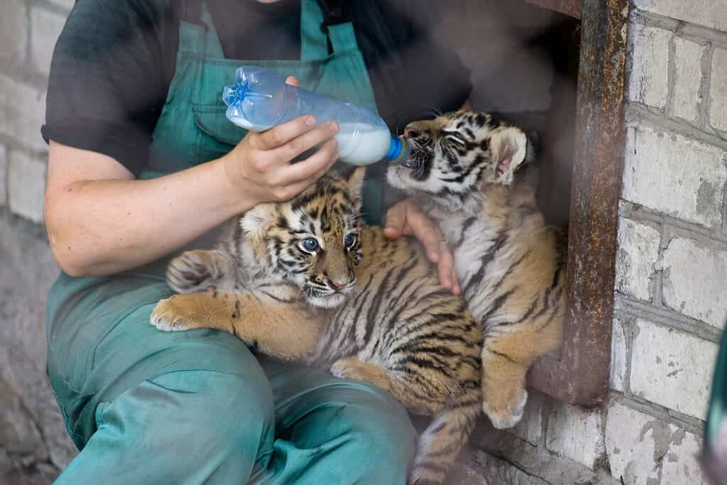 tiger attack man on elephant