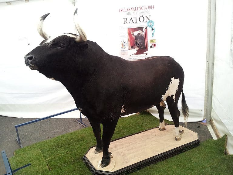 raton bull
