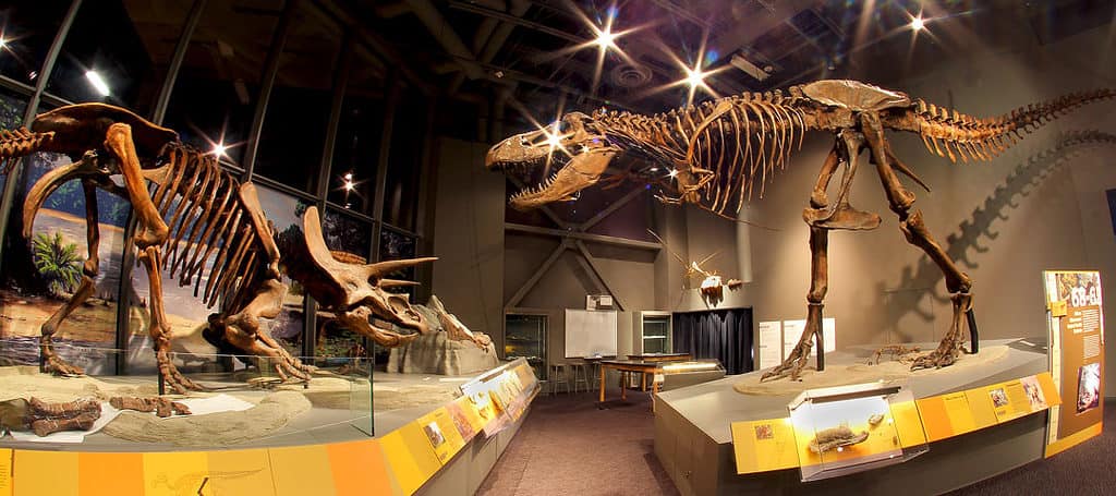 Tyrannosaurus Rex dinosaur in North Dakota museum