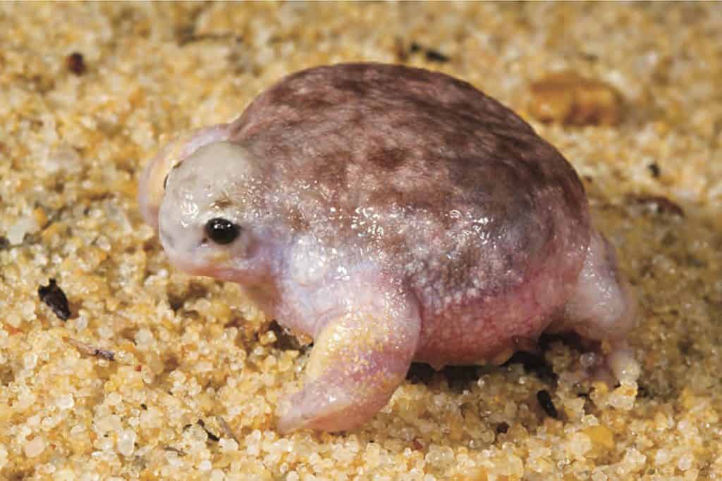 Are Pink Frogs Real? 6 Frogs That Are Pink (Updated With FAQs) 