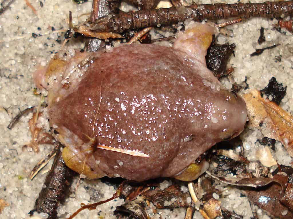 Turtle Frog Animal Pictures | A-Z Animals