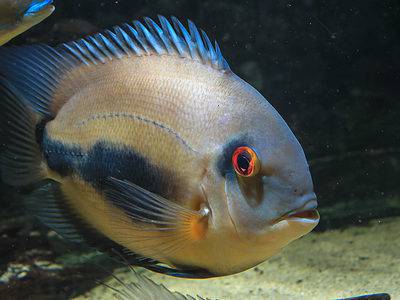 Uaru Cichlid Picture