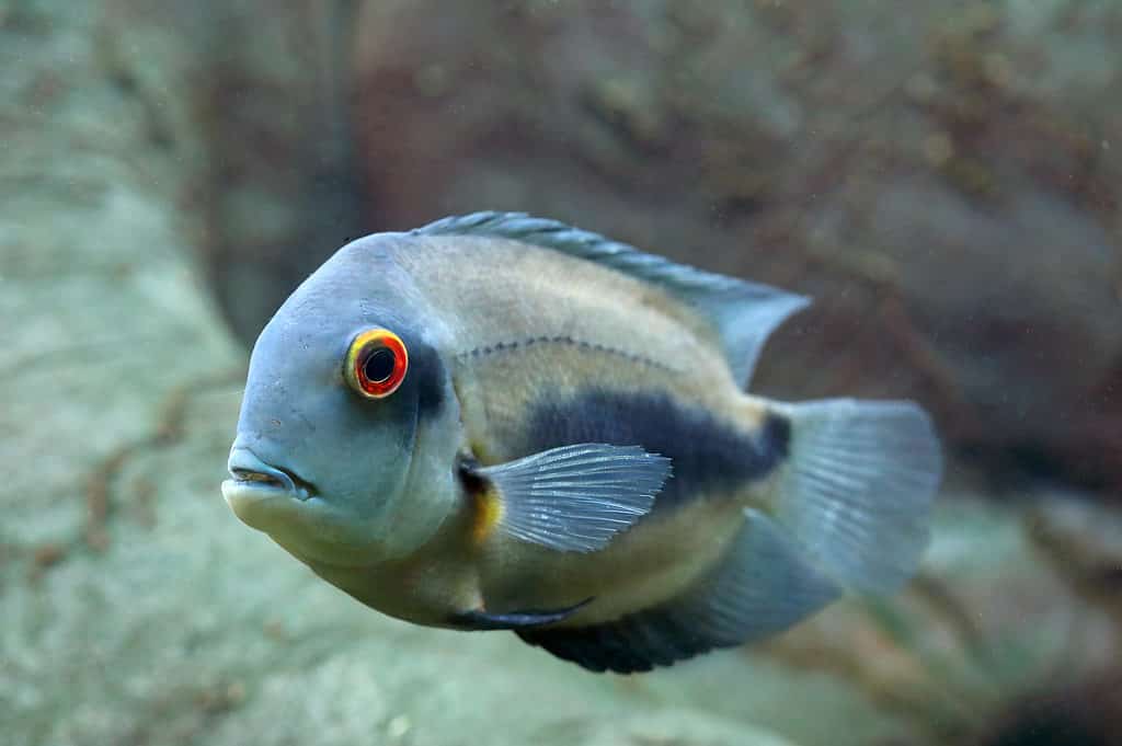 Uaru Cichlid