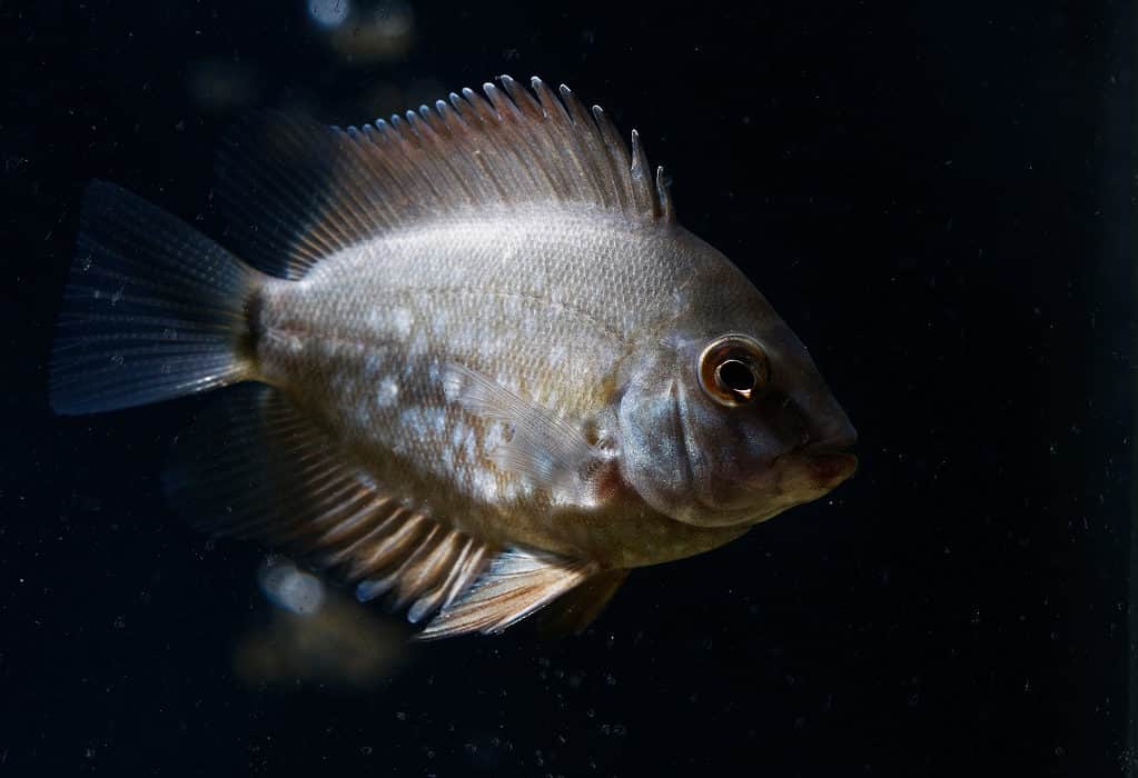 Uaru Cichlid
