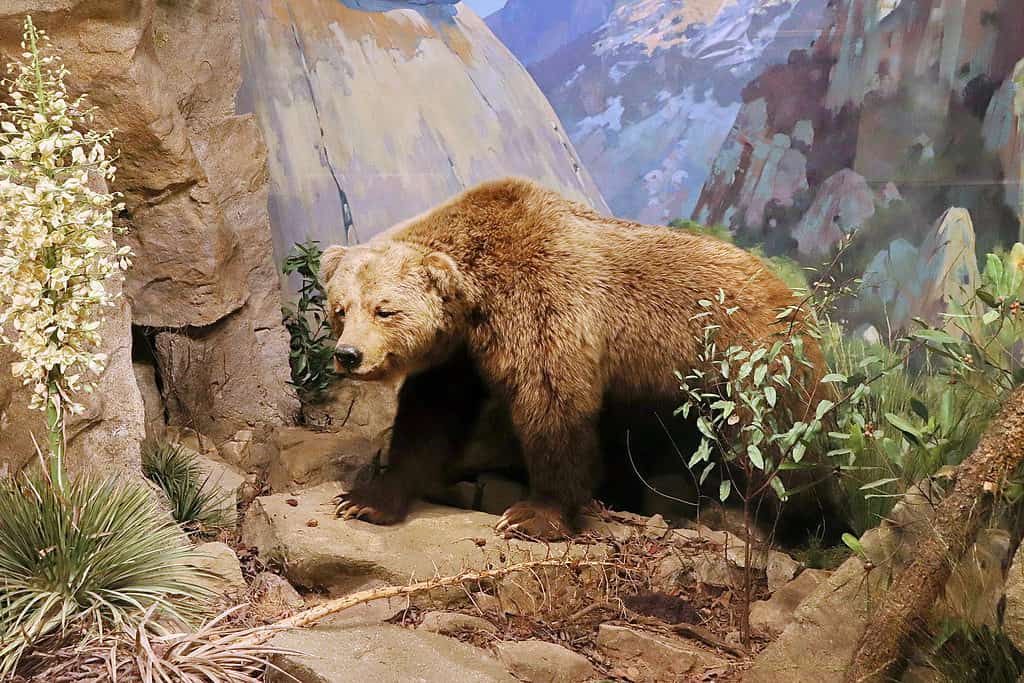 Ursus arctos californicus, California grizzly bear