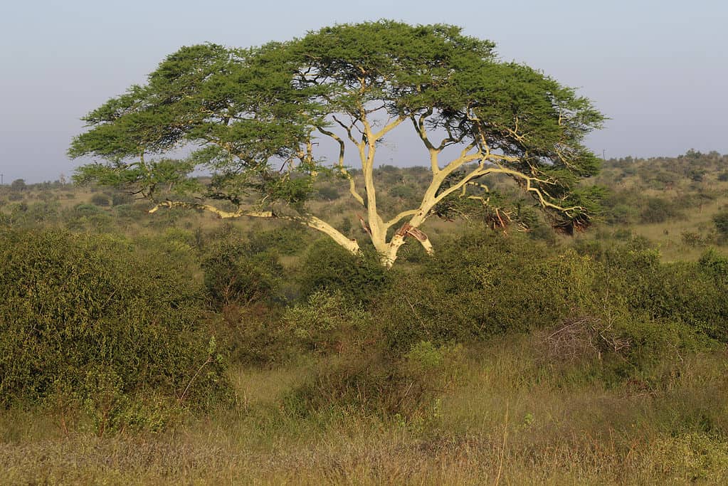 Fever tree, Vachellia xanthophloea