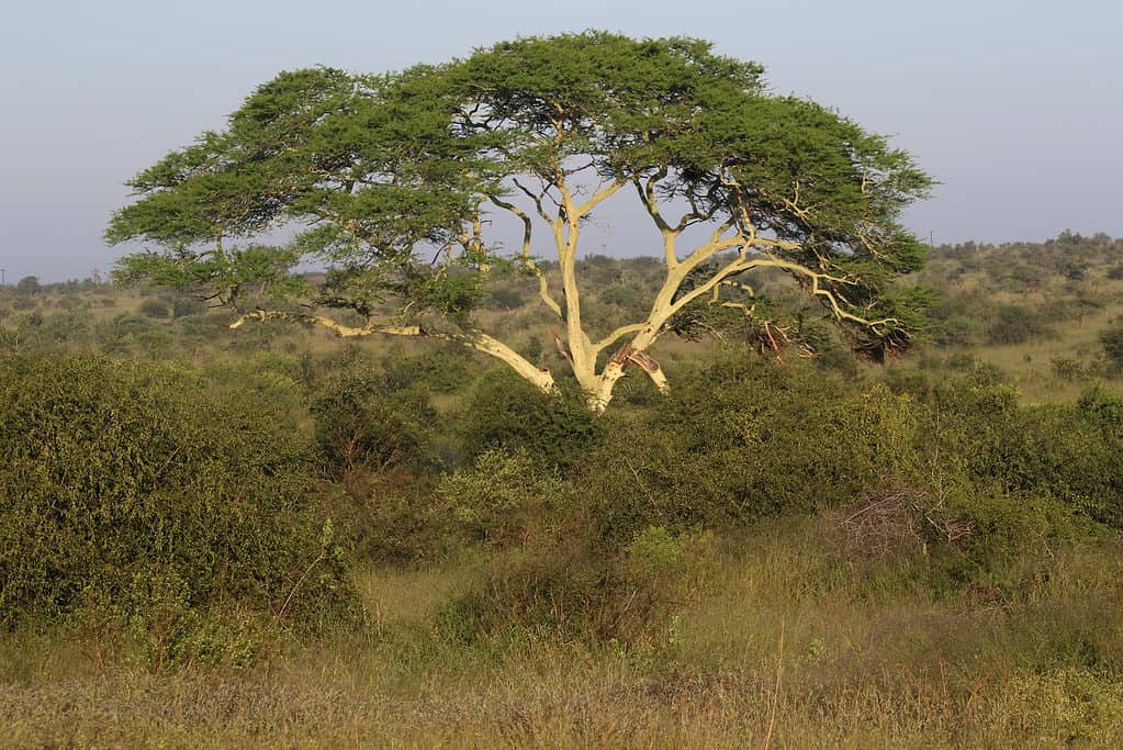 african plants and trees