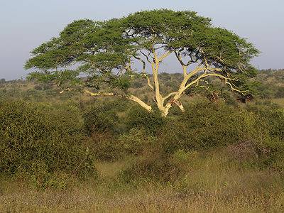 A 8 Beautiful Trees Native to Kenya