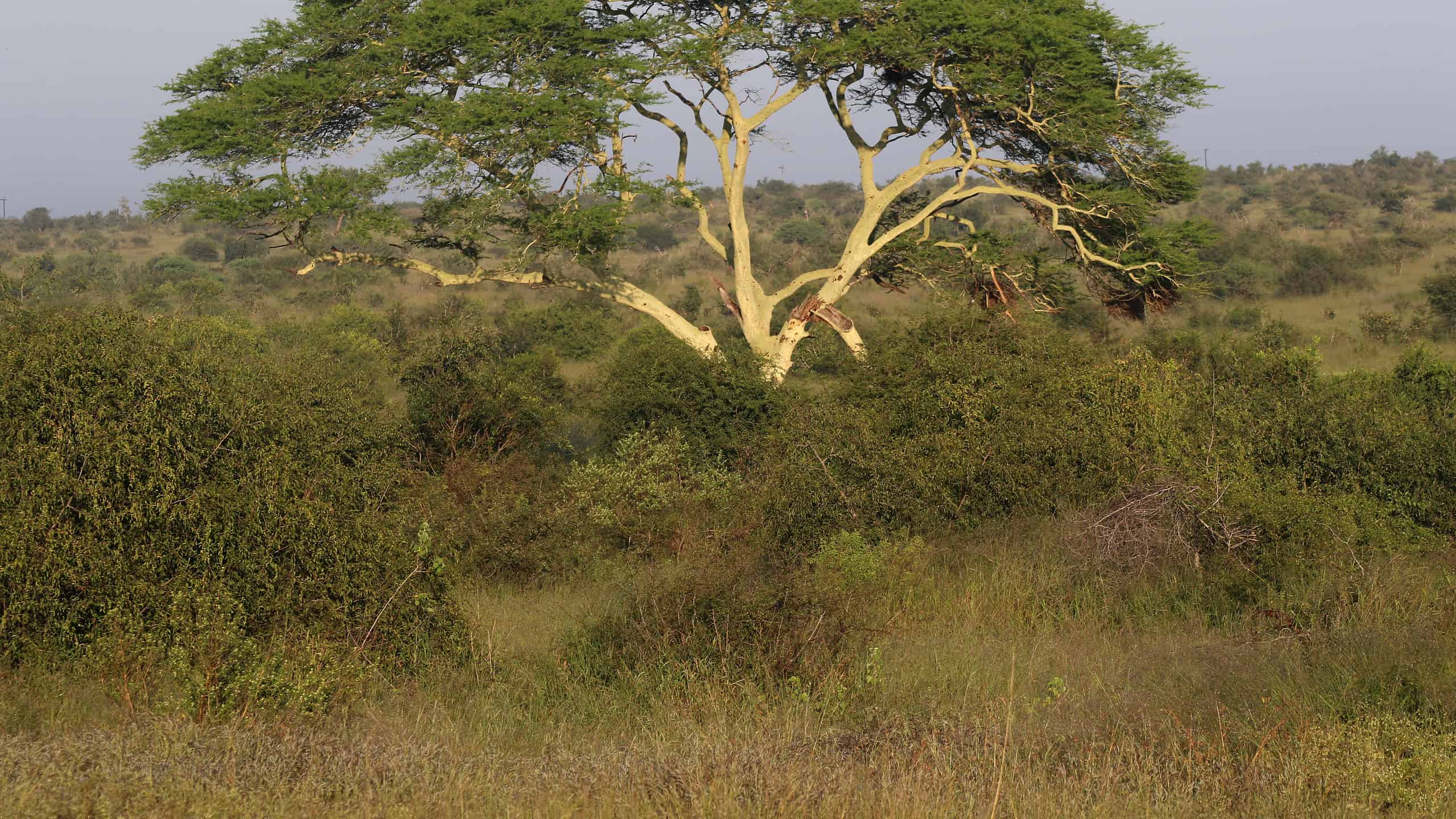 8 Beautiful Trees Native To Kenya A Z Animals