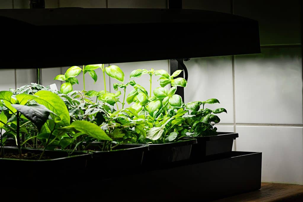 Vegetables Under Grow Light