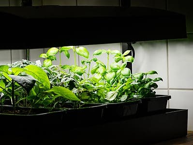 A The 6 Best Grow Lights for Vegetables