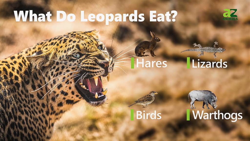 Leopards Eating Humans