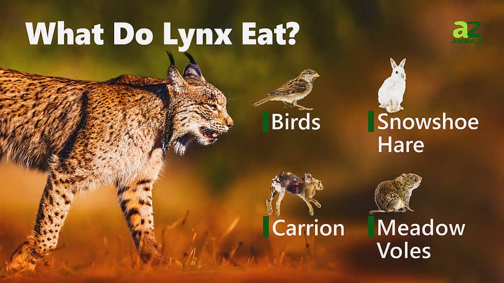 The Canadian Lynx is medium sized cat (family Felidae) that lives in Canada  and the Northern USA (including Alaska). They have long legs and large  broad paws that are covered in fur.