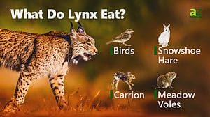 Lynx - A-Z Animals