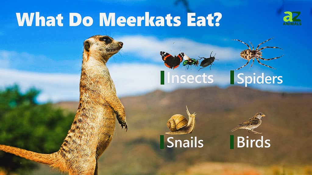 ### Can a Meerkat Be a Pet? Exploring the Pros and Cons of Keeping Meerkats as Companions