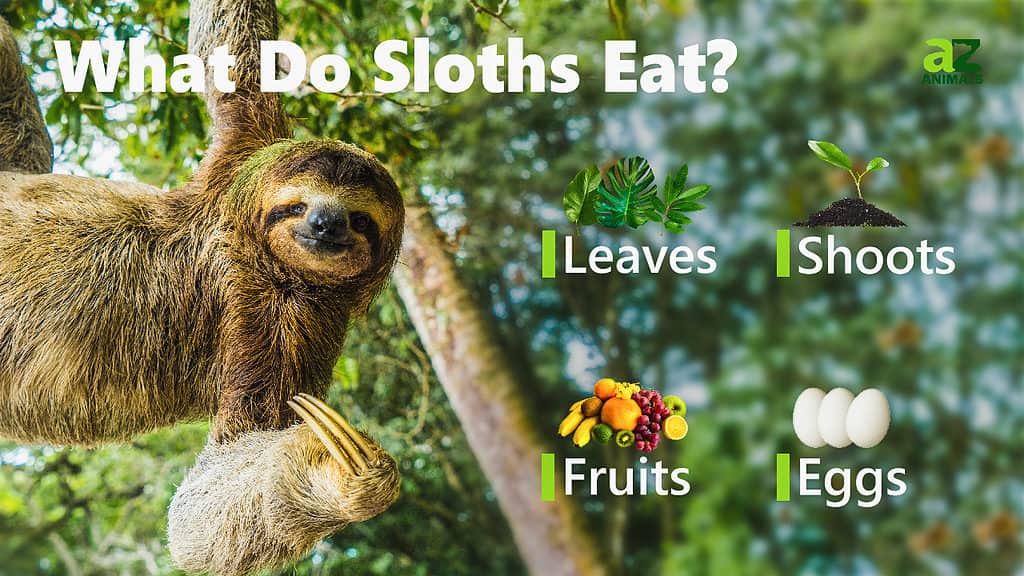 sloth eating fruit