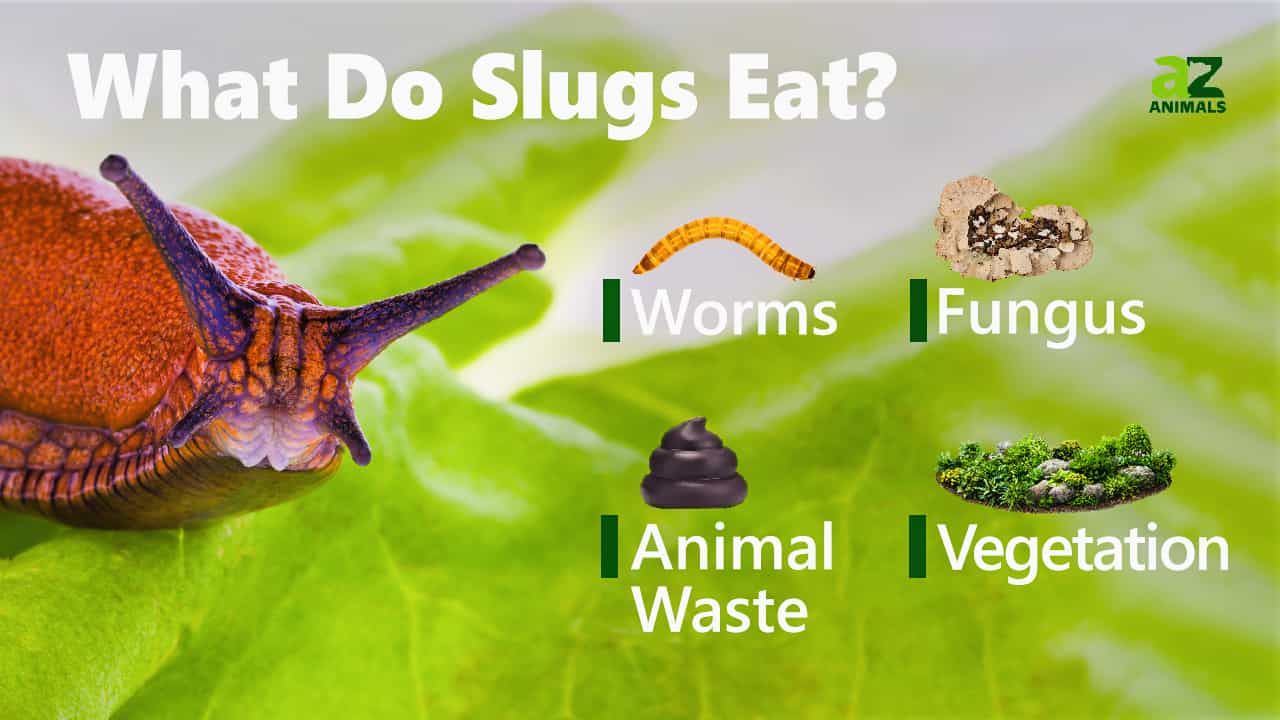 What Do Slugs Eat? AZ Animals