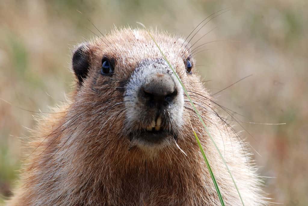 Olympic marmot (Marmota olympus)