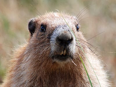 A Olympic Marmot