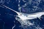 White marlin