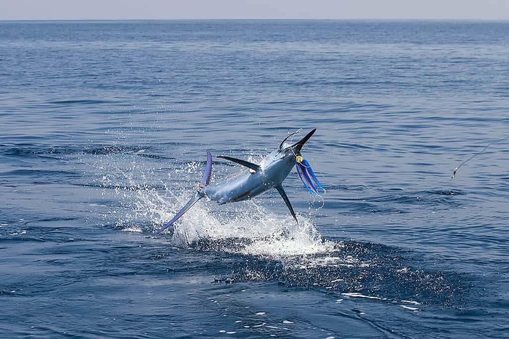 White Marlin Out of Water on Hook
