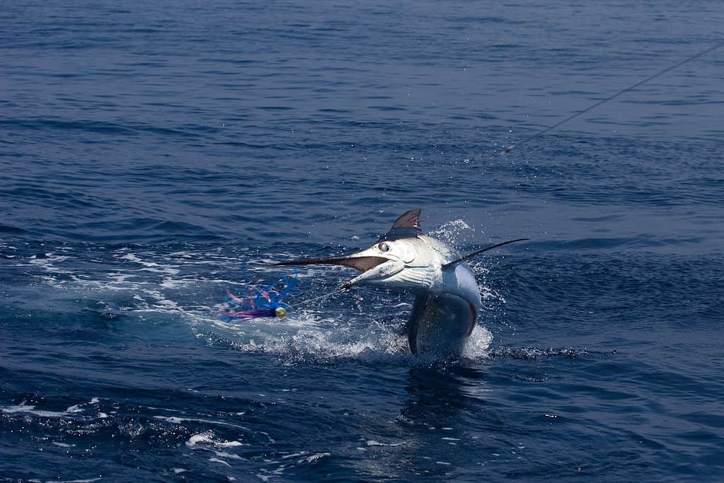 White Marlin on a Fishing Hook