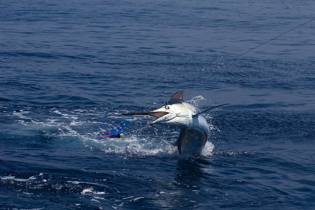 Cá Marlin trắng trên lưỡi câu