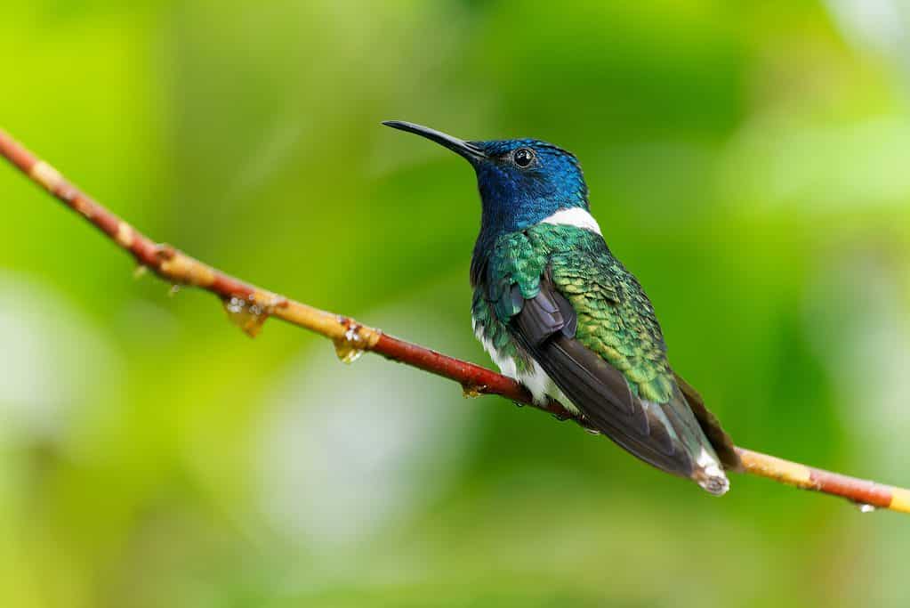 White-necked jacobin