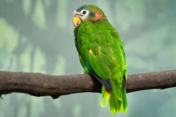 The yellow-billed parrot is one of the many feathered residents of Jamaica.