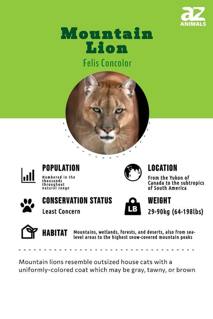 Mountain Lion Animal Facts | Felis Concolor - AZ Animals