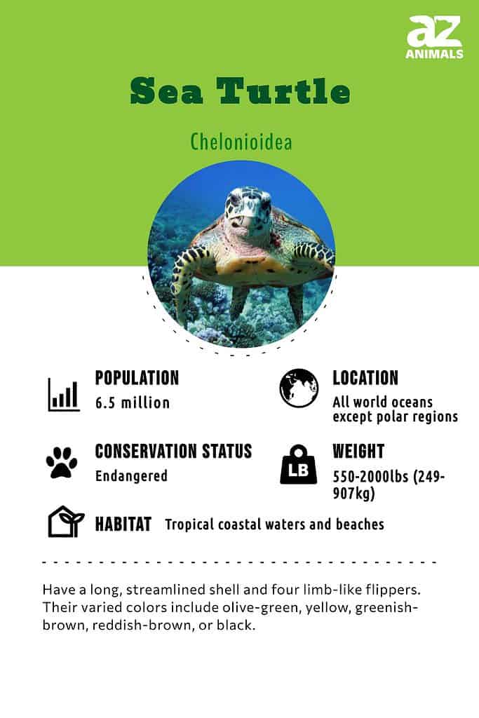 Sea Turtle Animal Facts - AZ Animals