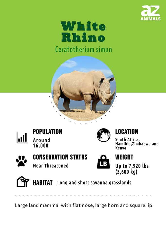 White Rhinoceros Animal Facts | Ceratotherium simum - AZ Animals