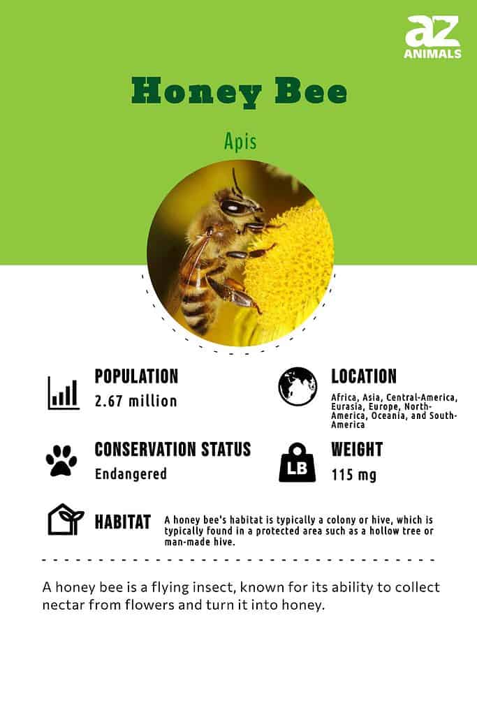 Honeybee, Characteristics, Habitat, Life Cycle, & Facts