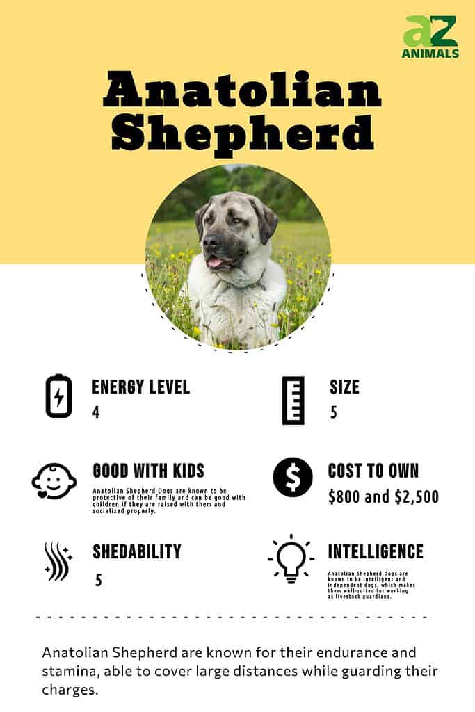 Anatolian Shepherd Dog Breed Complete Guide A Z Animals