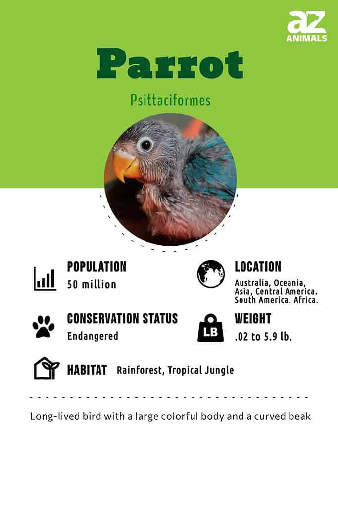 parrots habitat rainforest