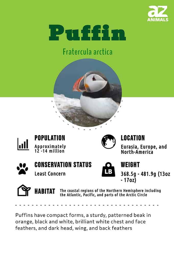 Atlantic Puffin - Fratercula arctica - Birds of the World